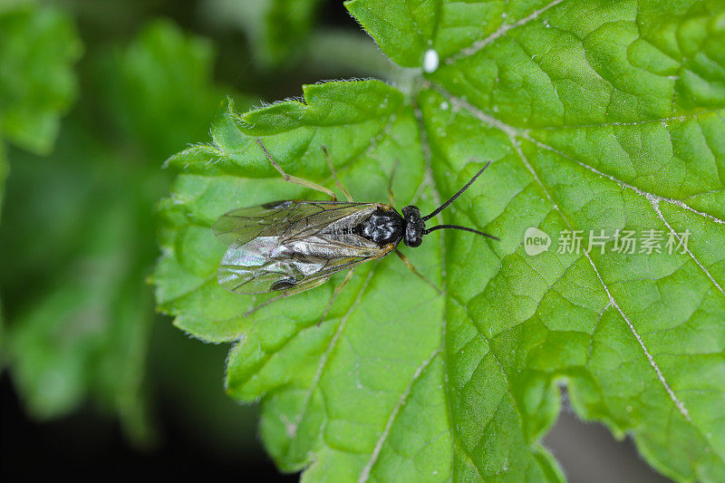 阿奎利亚锯蝇也叫耧斗菜锯蝇Pristiphora rufipes。花园和栽培种植园中醋栗和醋栗的常见害虫。